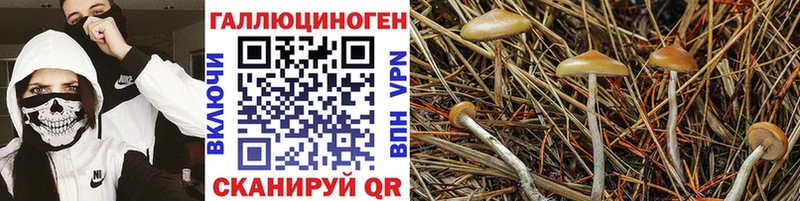 Купить  Дюртюли  Галлюциногенные грибы прущие грибы 